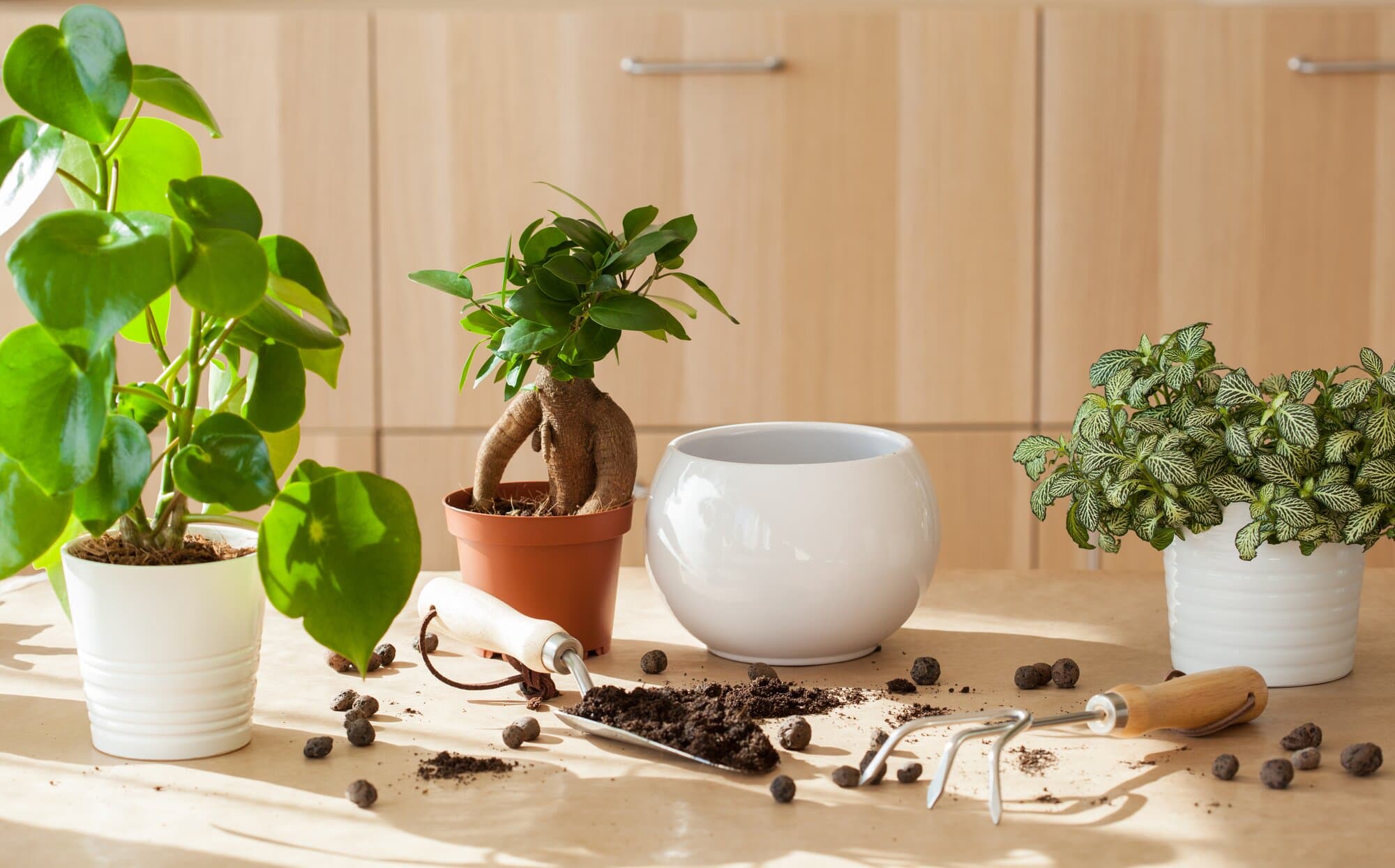 plantas-de-sombra-para-interiores