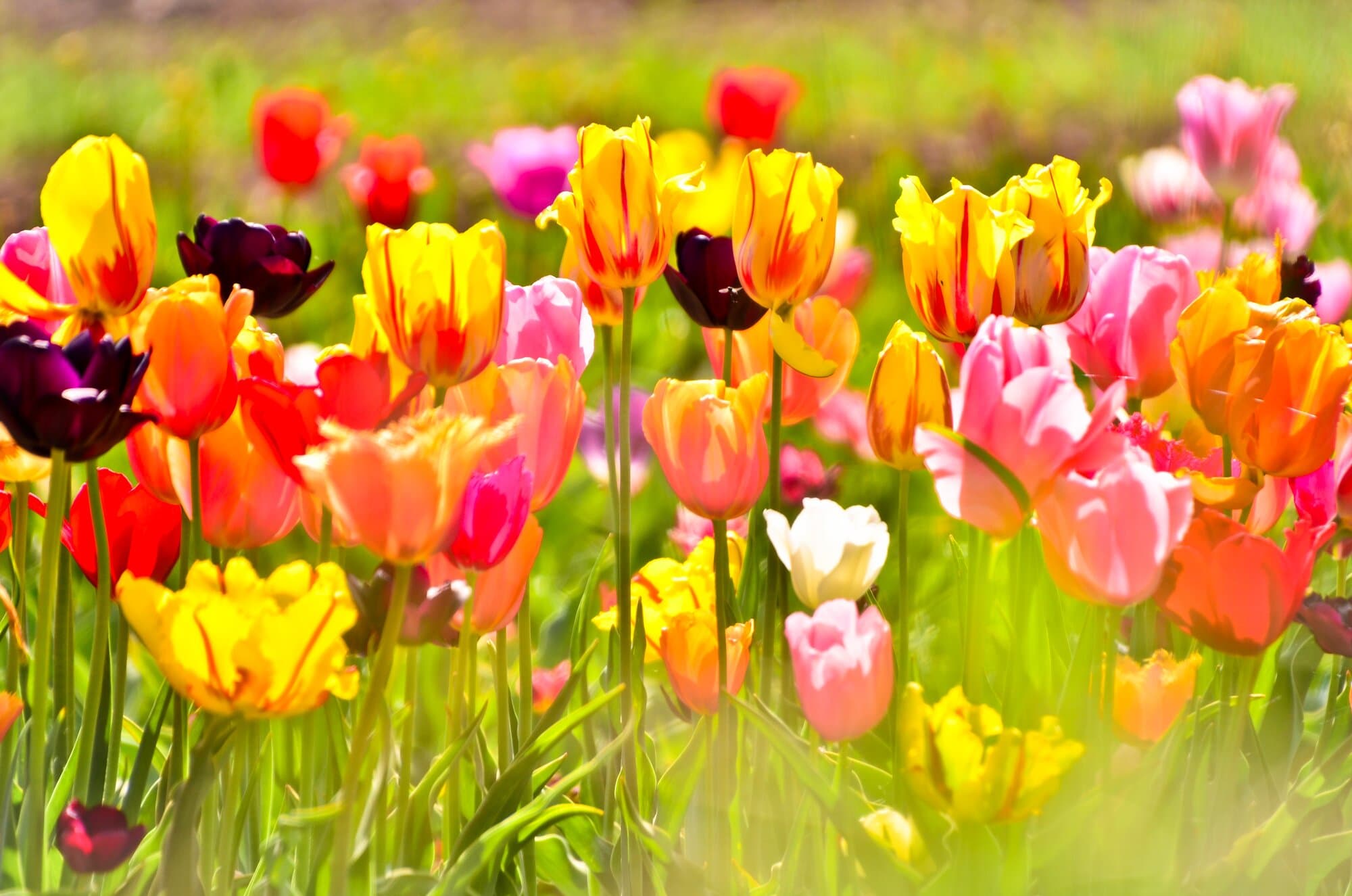 colores-y-tendencias-de-primavera-para-transformar-tu-departamento