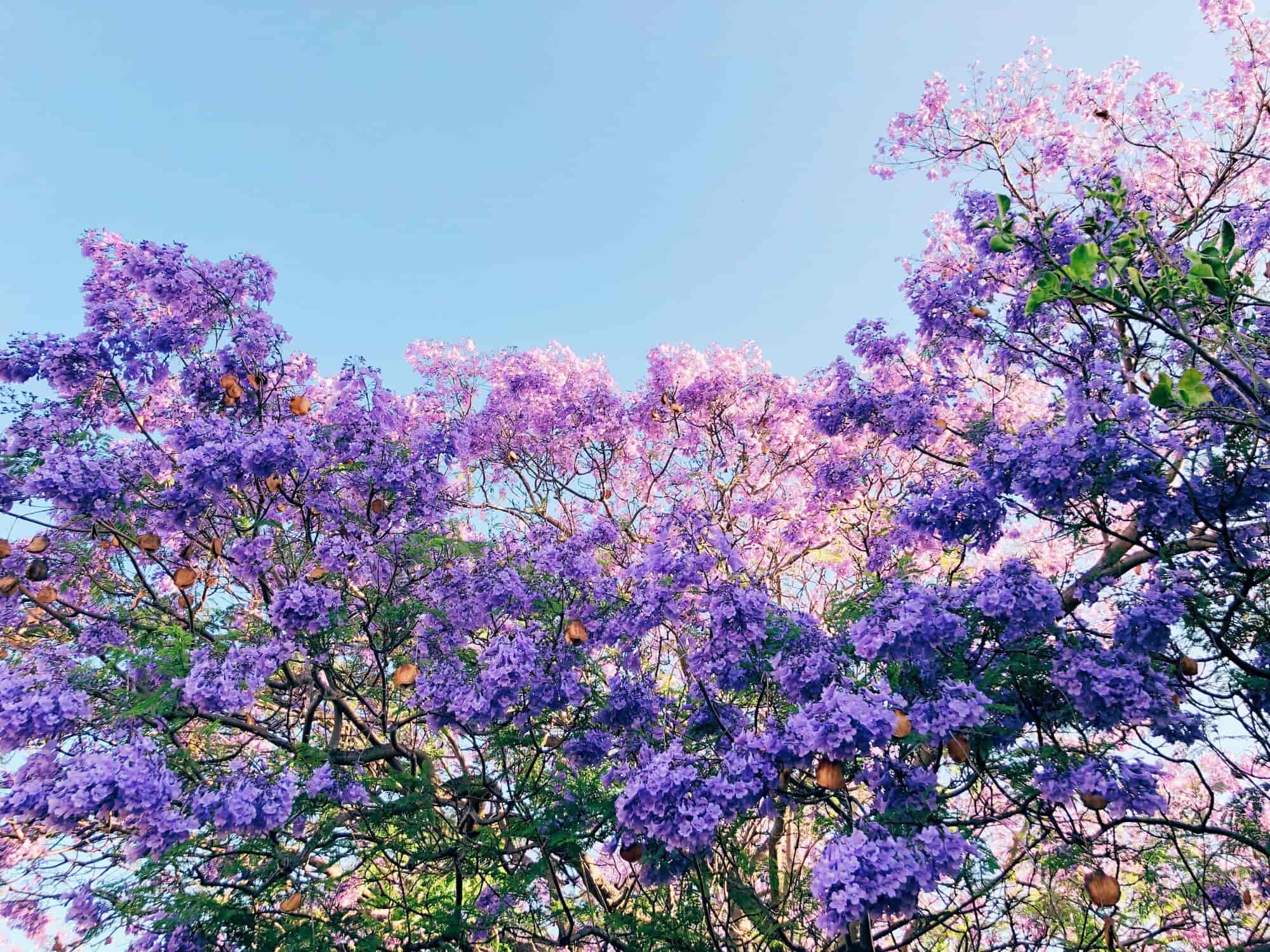 jacarandas-el-espectaculo-purpura-que-anuncia-la-primavera-en-cdmx