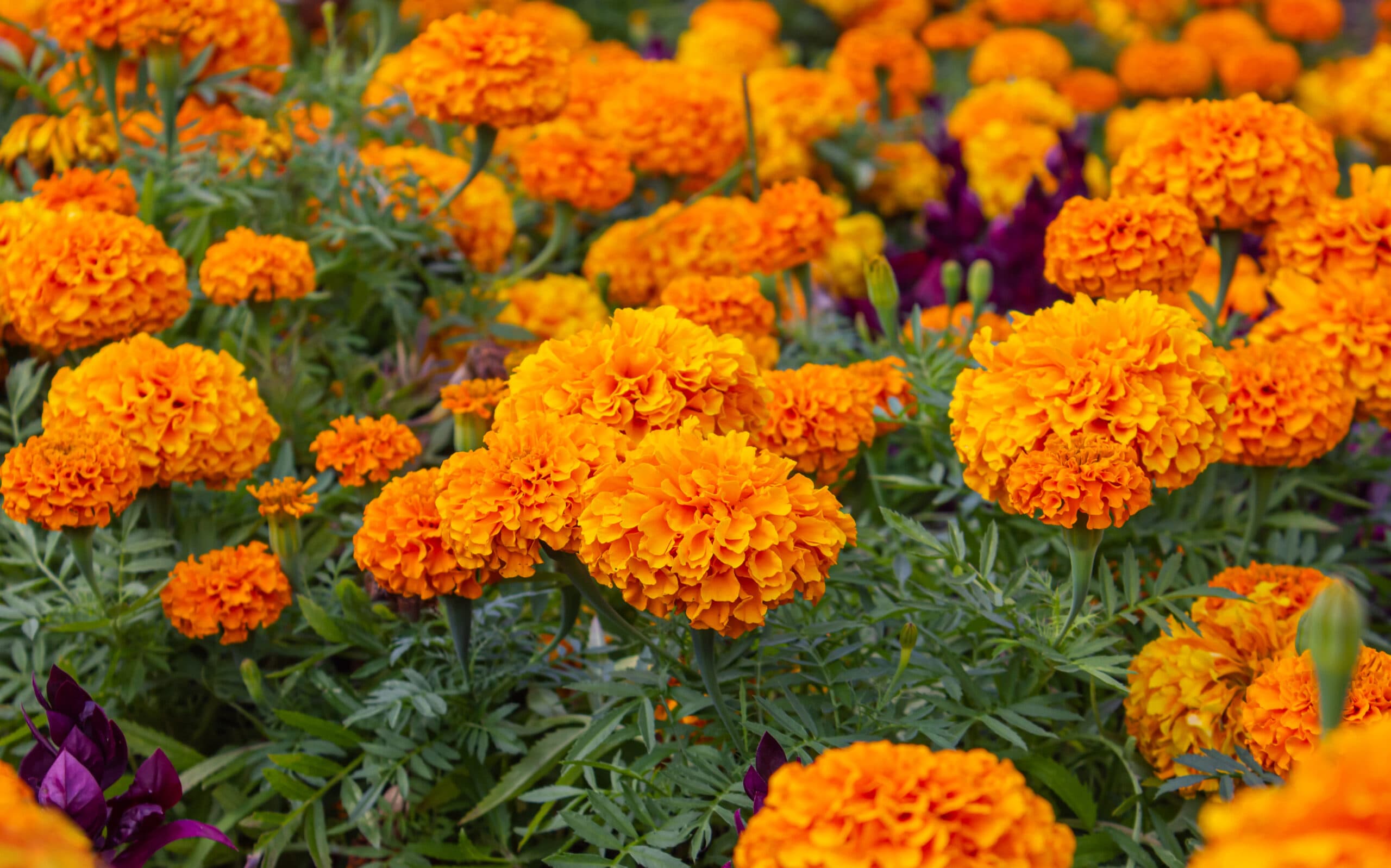 flor-de-cempasuchil